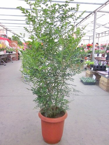 観葉植物 10号 シマトネリコ」の人気商品一覧 | 安い商品を通販サイト